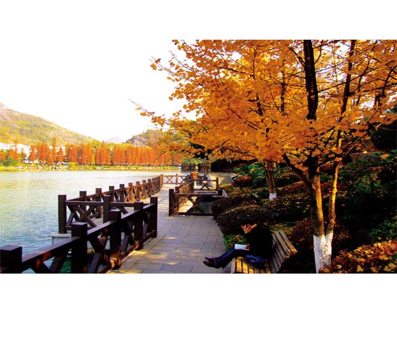 ����|����|��ɼ������