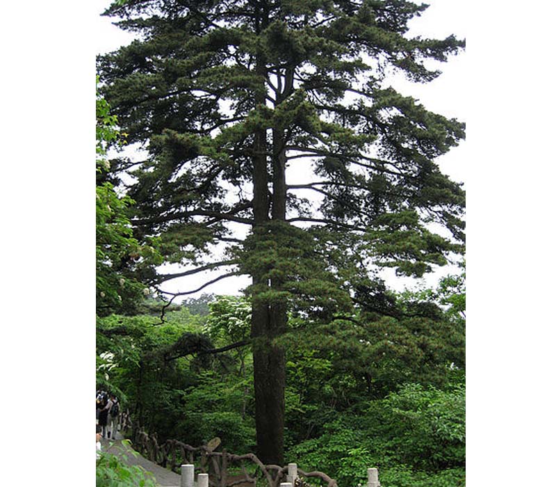 ����|��ɽ|������