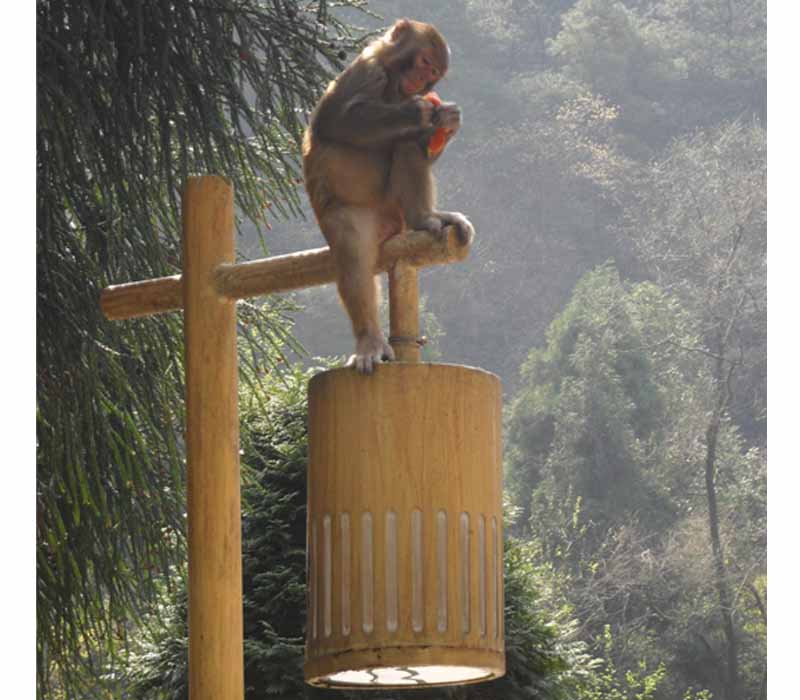 ����|�żҽ�|Ұ��