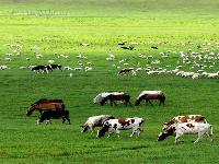 藏蒙：草原绿洲